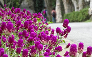 尋花之旅在台北  花卉試驗中心攏系花