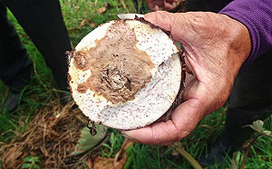 拒絕芋頭軟腐病！農業局開課教你怎麼做