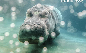 河馬新居落成 國內首見水中河馬游走！