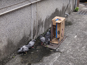 害飼主輸錢受懲？ 8賽鴿翅膀遭剪斷遺棄