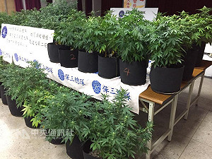 以雪茄館掩護 2男涉種植製造大麻送辦