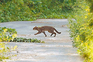 設警示封路段 給陸蟹及石虎一條安全的路