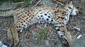 彰化近25年首次發現石虎 卻是路殺通報