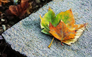 秋天來了！東北風下午抵達台早晚有涼意