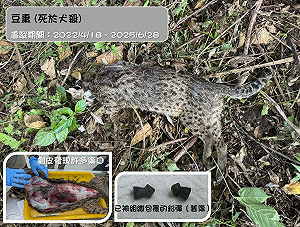 石虎媽媽「豆棗」野放3年命喪犬隻！生前曾遭2次槍擊
