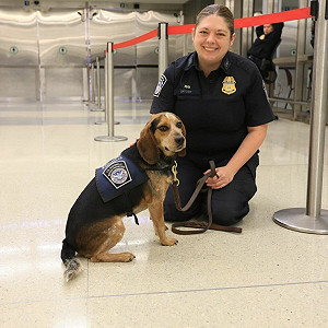 埃及男不滿攜肉品入境美被聞出 踹飛檢疫犬致肋骨傷