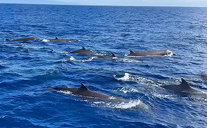 (影)花蓮海域驚見「朗氏中喙鯨」與船共游！黑潮海洋基金會：數量高達30隻