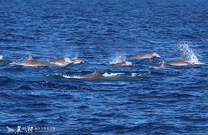 30 隻朗氏喙鯨首度現蹤台海 創下歷來首次海上觀察記錄