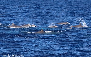 30 隻朗氏喙鯨首度現蹤台海 創下歷來首次海上觀察記錄