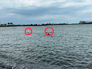 高雄海泳遭野狗追咬「撕裂傷併大量出血致死」另有泳客耳朵被咬碎