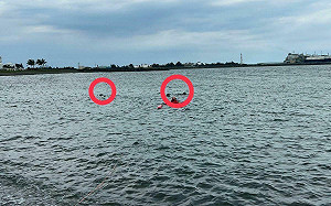 高雄海泳遭野狗追咬「撕裂傷併大量出血致死」另有泳客耳朵被咬碎