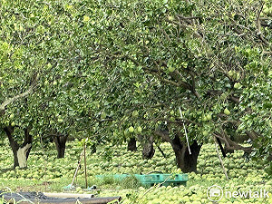 丹娜絲颱風衝擊台南市農產業  7月8日至21日受理救助申請