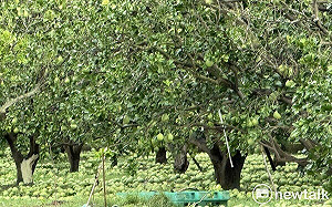 丹娜絲颱風衝擊台南市農產業  7月8日至21日受理救助申請