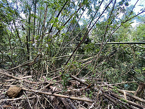 丹娜絲颱風侵擾釀五億農損  農業部公告竹筍天然災害救助 