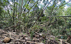 丹娜絲颱風侵擾釀五億農損  農業部公告竹筍天然災害救助 