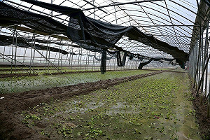 薔琵颱風農損破2.2億！雲林最慘　9縣市納現金救助