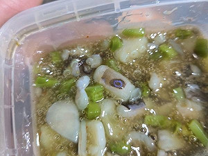 高雄男買芥末章魚驚見劇毒「藍環章魚」 催吐後醫提醒無藥醫