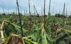 丹娜絲農損破21億「台南最慘」文旦香蕉全泡湯！歐陽靖等人籲快捐款