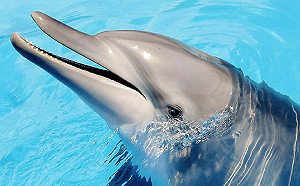 野柳海洋世界「違法繁殖海豚」遭逮！海保署：未來不再核准繁殖計畫