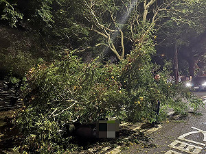 台中驚傳路樹倒塌 女騎士路過遭壓傷