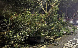 台中驚傳路樹倒塌 女騎士路過遭壓傷