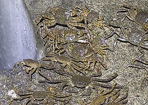 毛蟹大軍現蹤碧潭堰！密密麻麻遷徙畫面超震撼