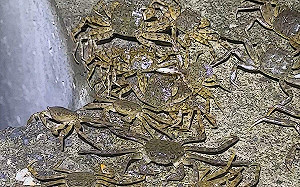 毛蟹大軍現蹤碧潭堰！密密麻麻遷徙畫面超震撼