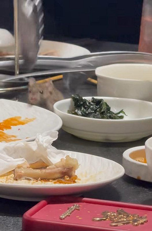 信義區韓式餐廳驚見「料理鼠王」飛降  老闆急夾走嚇壞食客