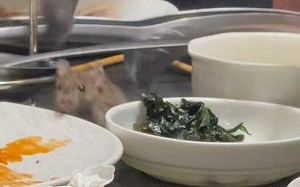 信義區韓式餐廳驚見「料理鼠王」飛降  老闆急夾走嚇壞食客