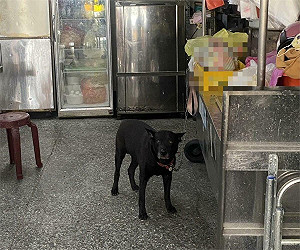 狗咬人上法院！騎士遭咬  飼主竟嗆「牠的自由」 怒提告求償