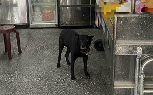 狗咬人上法院！騎士遭咬  飼主竟嗆「牠的自由」 怒提告求償