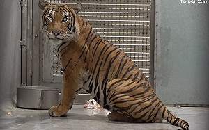 北市動物園迎新馬來虎「Arhaa」！與「Shima」配對得先檢疫