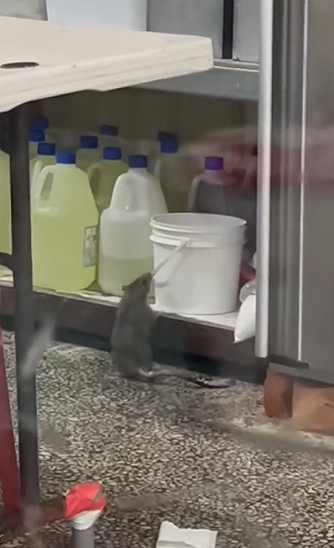 (影)又見「料理鼠王」！高雄知名魯肉飯挨罰 