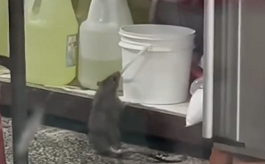 (影)又見「料理鼠王」！高雄知名魯肉飯挨罰 