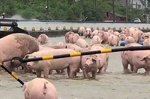 豬農欲哭無淚！雨水倒灌淹水2米深   3500頭豬存活不到100頭  