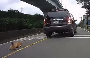 飼主疏忽將狗綁車後一路拖行！動保處祭重罰並列終身黑名單