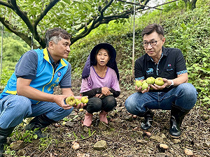 雨炸山城嚴重落果 江啟臣:應全品項救助 從速從寬協助農民