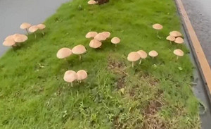 高雄暴雨長香菇!「巨大綠褶菇」在分隔島成打卡點 警方出手拔香菇