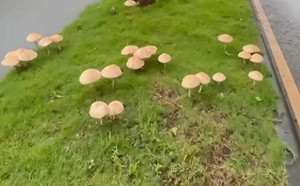 高雄暴雨長香菇！「巨大綠褶菇」在分隔島成打卡點　警方出手拔香菇