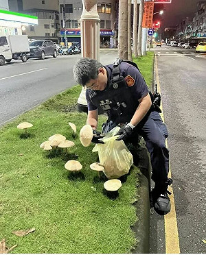 高雄警拔香菇引基層員警不滿!鳳山分局:考量人潮聚集才先行摘除