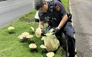 高雄警拔香菇引基層員警不滿！鳳山分局：考量人潮聚集才先行摘除