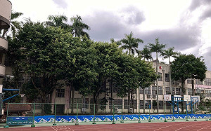 金華國中為蓋風雨操場砍32樹  北市府認未達保護標準  護樹團體調空照圖籲暫緩