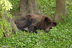 棕熊「小喬」病況惡化  台北動物園啟動安寧照護評估