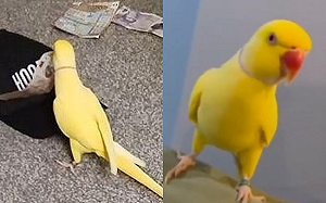 鸚鵡狂說販毒術語幫警方掌握證據！販毒集團15人落網總刑期破百年