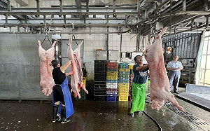 高溫、豪雨衝擊豬價！農業部：協調台糖增供、預計10月回歸常態