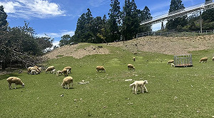 颱風楊柳逼近　清境農場青青草原只出不進