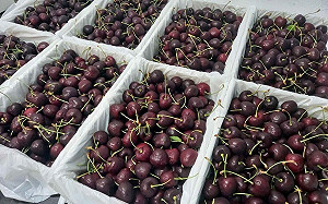 中國買不起了！美國櫻桃轉攻台灣　饕客喜迎「腰斬價」