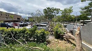 強風吹倒大樹  竹南鎮立泳池停車場5車遭壓受損