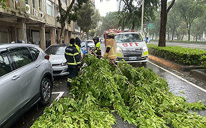 楊柳颱風過境高雄市區  路樹倒塌造成三人摔車輕傷 