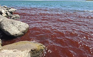 (影)「聖經預言成真？」以加利利海驚變血紅 網驚喊末日臨近 官方曝真相